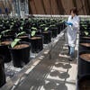 Plant Research 1